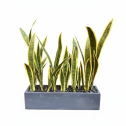 Alternative view of סנסיווריה בשילוב אדנית שחורה