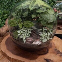 Balibowl – דגם עולם ענק