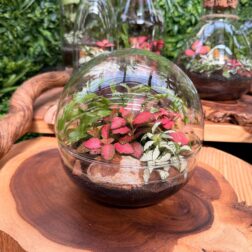 Balibowl – דגם עולם קטן